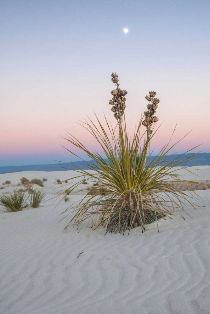 New Mexico, White Sands NM Moon over yucca plant art print by Cathy and Gordon Illg for $57.95 CAD