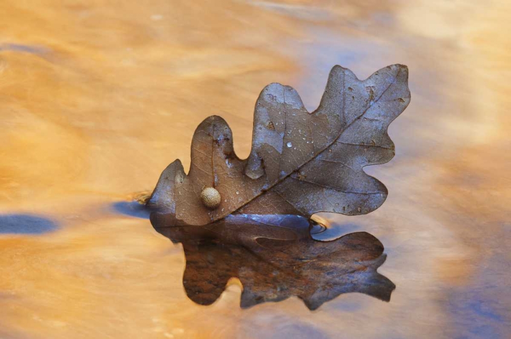 New Mexico Oak leaf in stream at Ghost Ranch art print by Marie Bush for $57.95 CAD