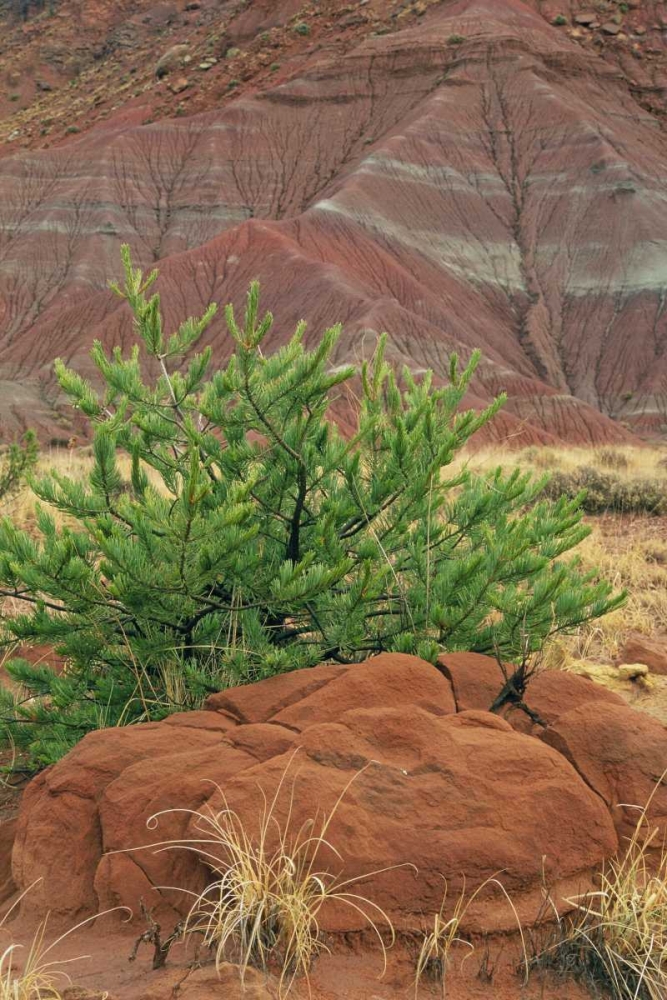New Mexico Red rocks and green pine tree art print by Marie Bush for $57.95 CAD