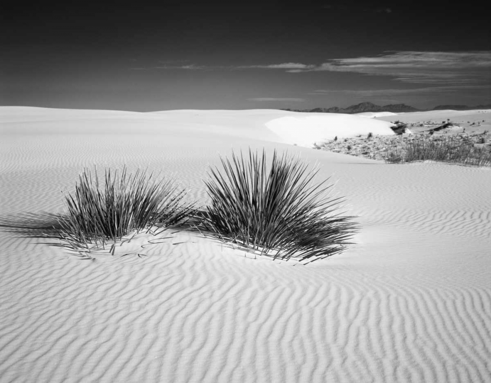New Mexico, White Sands NM Bush in desert sand art print by Dennis Flaherty for $57.95 CAD