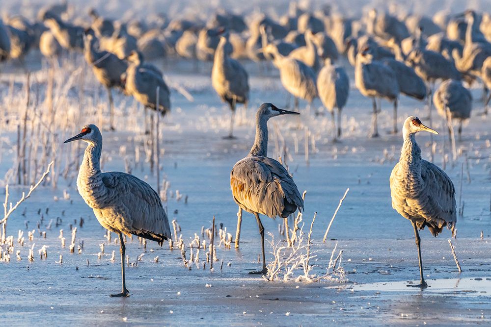 USA-New Mexico-Bernardo Wildlife Management Area-Sandhill cranes standing on ice at sunrise art print by Jaynes Gallery for $57.95 CAD