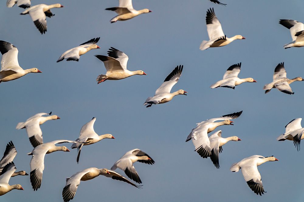 USA-New Mexico-Bosque del Apache National Wildlife Refuge-Snow geese flock in flight art print by Jaynes Gallery for $57.95 CAD