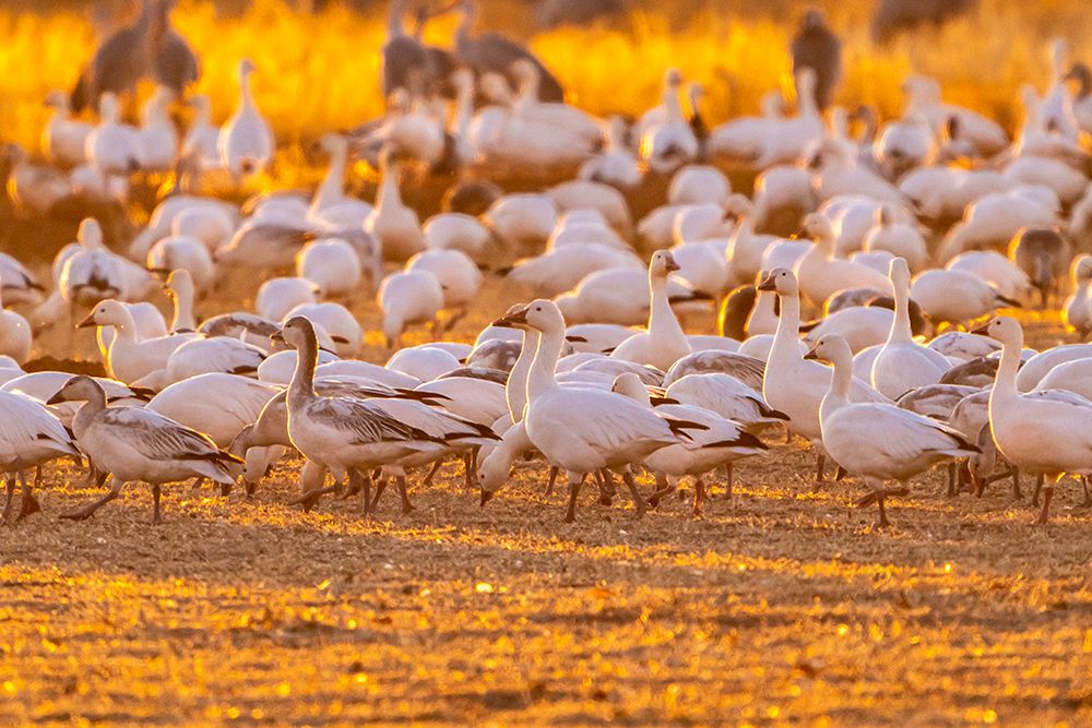 USA-New Mexico-Bernardo Wildlife Management Area-Snow geese feeding at sunset art print by Jaynes Gallery for $57.95 CAD