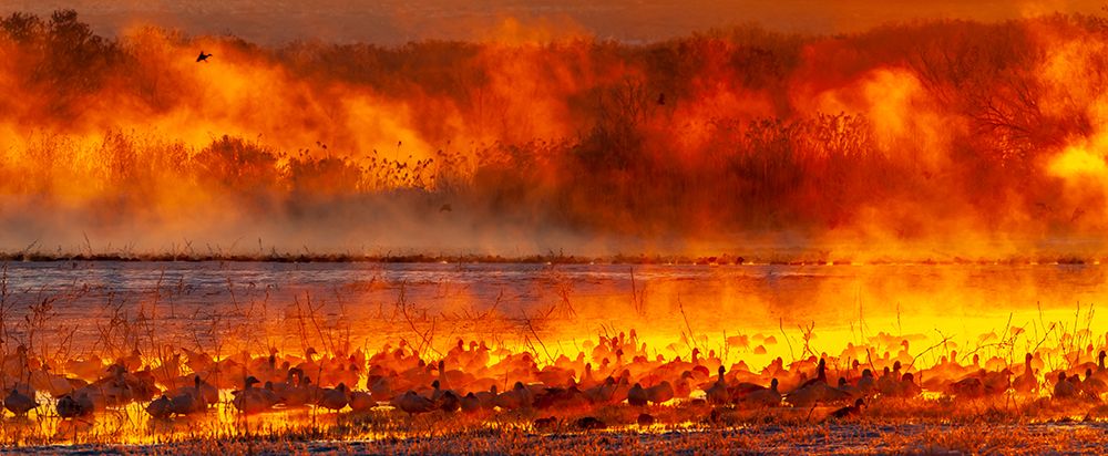 USA-New Mexico-Bosque Del Apache National Wildlife Refuge Panorama of birds in water at sunrise art print by Jaynes Gallery for $57.95 CAD