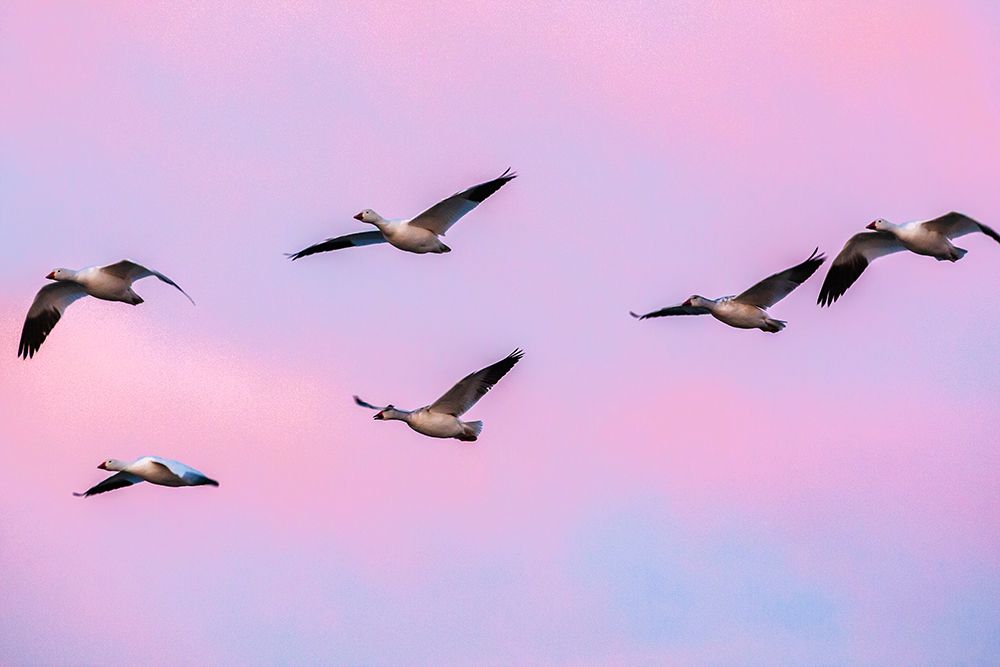 USA-New Mexico-Bosque Del Apache National Wildlife Refuge Snow geese in flight at sunrise art print by Jaynes Gallery for $57.95 CAD