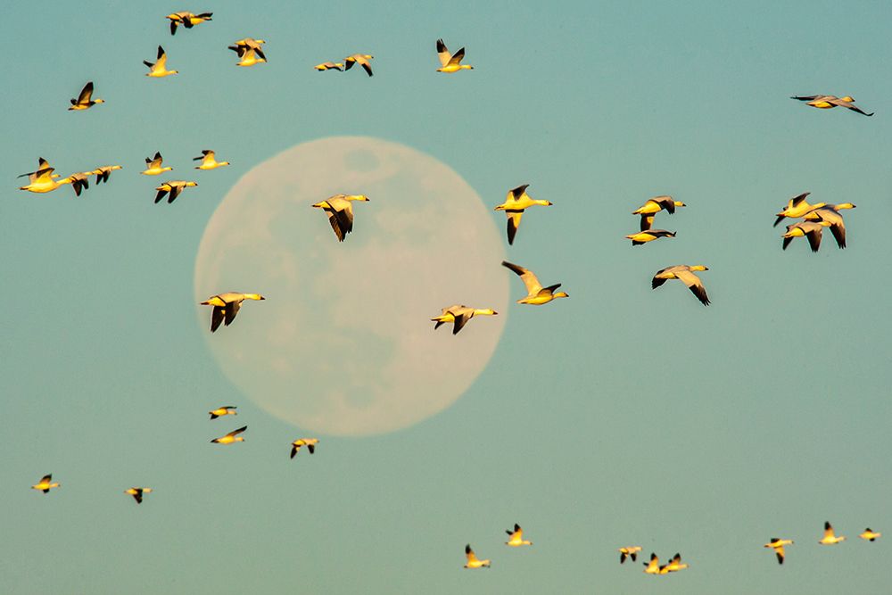 USA-New Mexico-Bosque Del Apache National Wildlife Refuge Snow geese in flight past full moon art print by Jaynes Gallery for $57.95 CAD