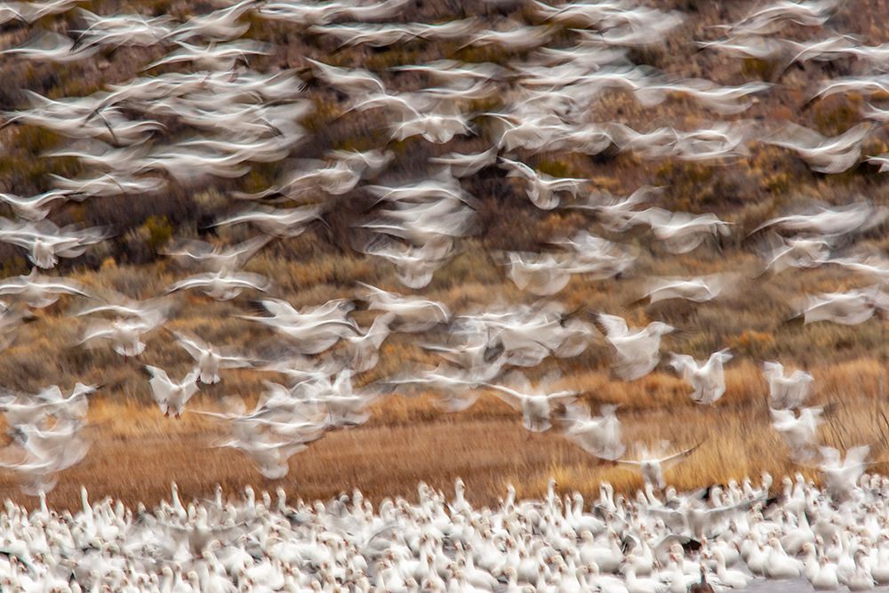 USA-New Mexico-Bosque Del Apache National Wildlife Refuge Snow geese flock landing art print by Jaynes Gallery for $57.95 CAD