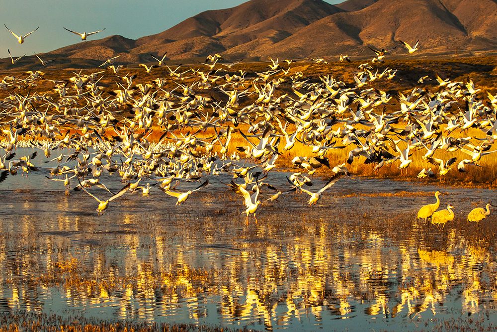 USA-New Mexico-Bosque Del Apache National Wildlife Refuge Snow geese taking flight from water art print by Jaynes Gallery for $57.95 CAD