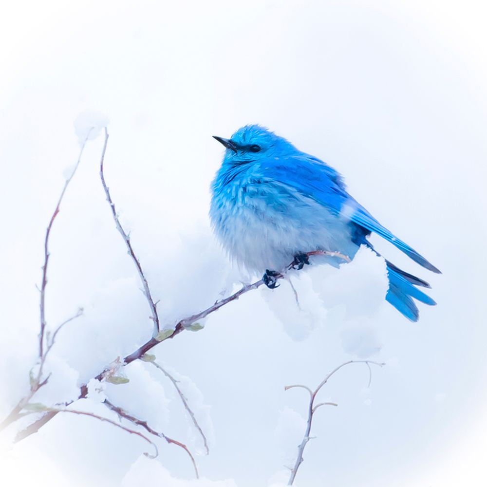 New Mexico. A portrait of a Mountain Bluebird on a branch in the snow. art print by Janet Muir for $57.95 CAD