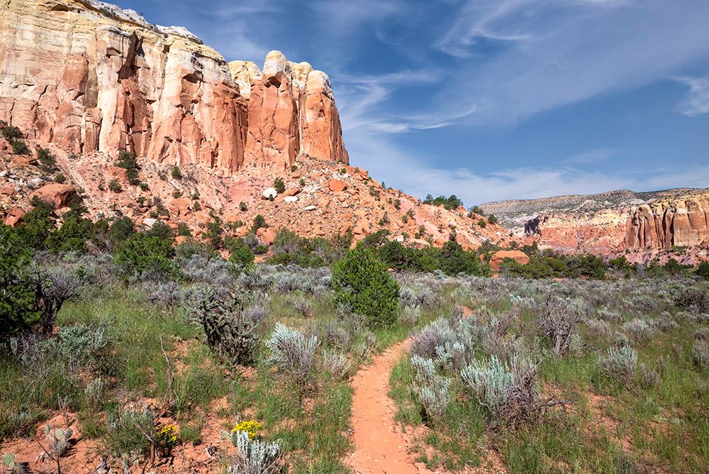 USA-New Mexico Path in Carson National Forest-near Ghost Ranch art print by Janell Davidson for $57.95 CAD