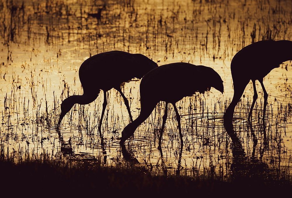 Sandhill crane silhouetted-Bosque del Apache National Wildlife Refuge-New Mexico art print by Maresa Pryor for $57.95 CAD