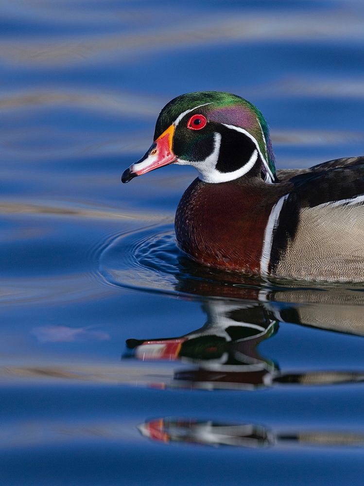 Wood duck drake in perfect coloration-New Mexico art print by Maresa Pryor for $57.95 CAD