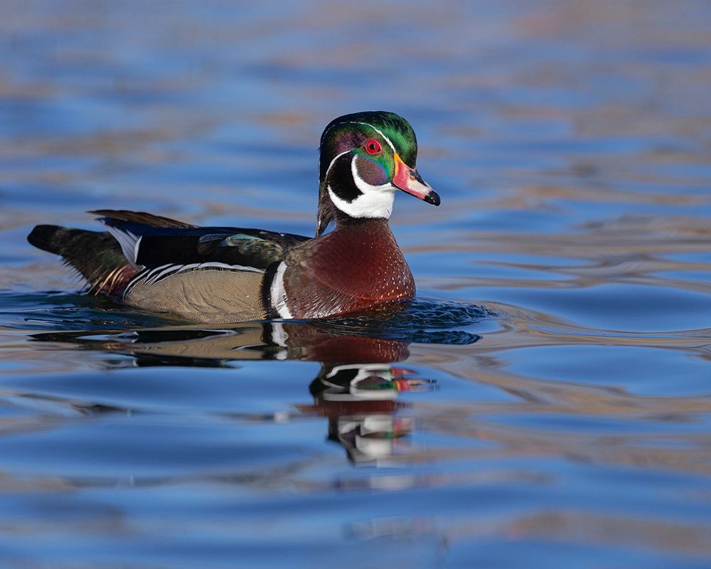 Wood duck drake in perfect coloration-New Mexico art print by Maresa Pryor for $57.95 CAD