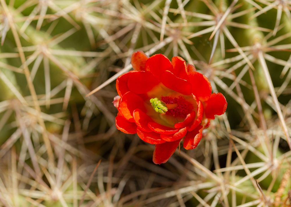 Claret-cup cactus just opening-Echinocereus coccineus-Albuquerque Golden Openspace trails-New Mexico art print by Maresa Pryor for $57.95 CAD