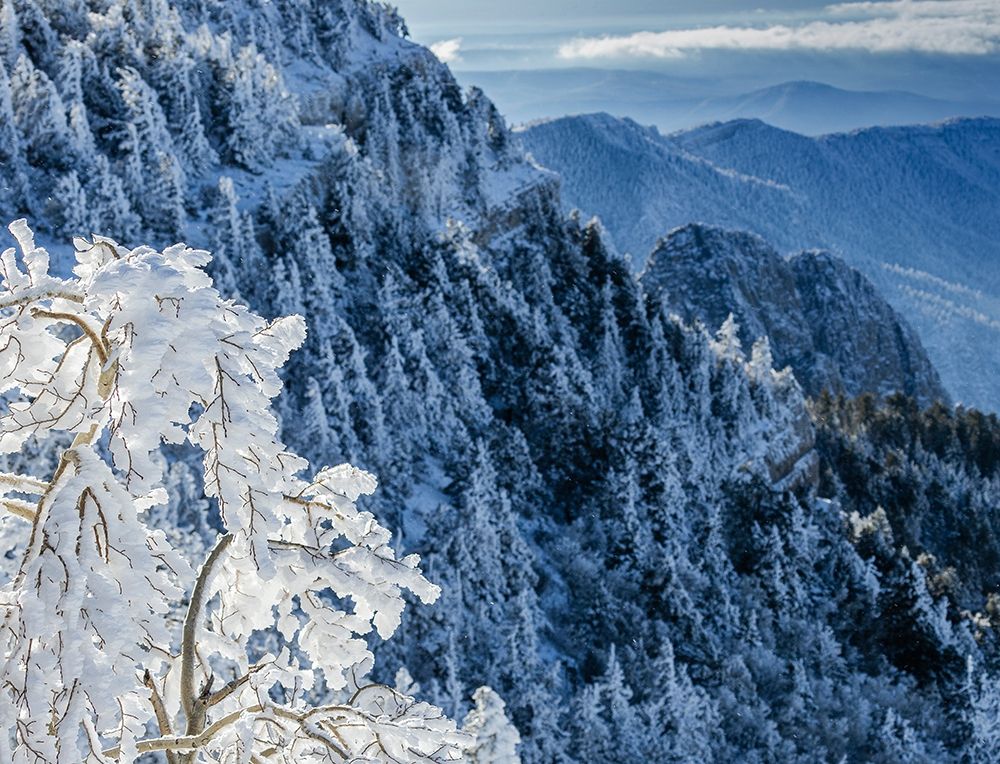 Snow ice crystals blowing off tree-Sandia Mountain Wilderness-New Mexico art print by Maresa Pryor for $57.95 CAD