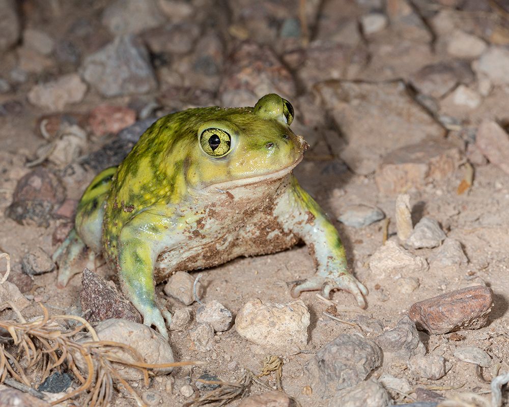 Couchs spadefoot-Scaphiopus couchii-Rodeo-New Mexico art print by Maresa Pryor-Luzier for $57.95 CAD