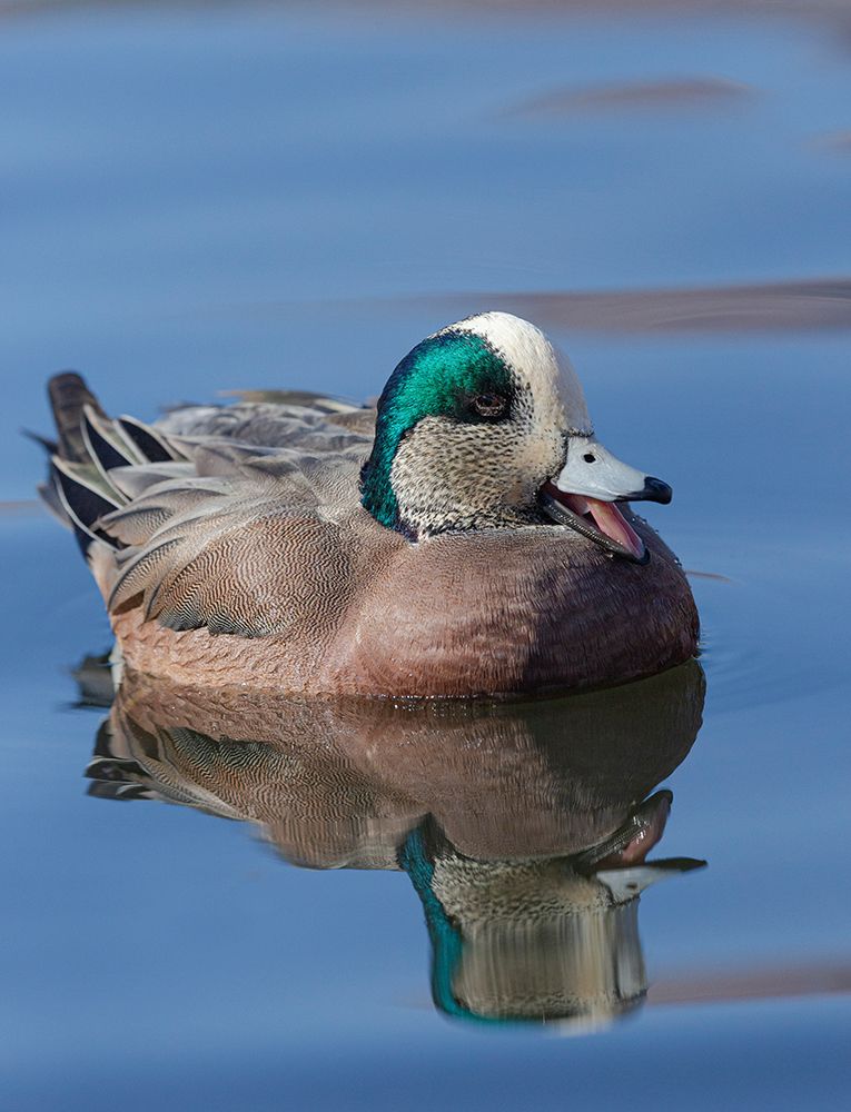 Male American Wigeon in freshwater pond-New Mexico art print by Maresa Pryor-Luzier for $57.95 CAD