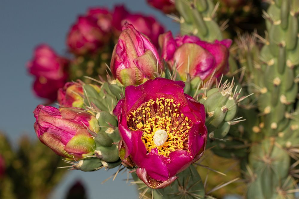 Tree cholla in bloom-high desert of Edgewood-New Mexico art print by Maresa Pryor-Luzier for $57.95 CAD