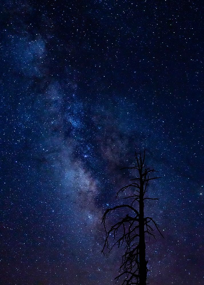 Milky way over the Carson National Forest-Tres Piedras-New Mexico art print by Maresa Pryor-Luzier for $57.95 CAD