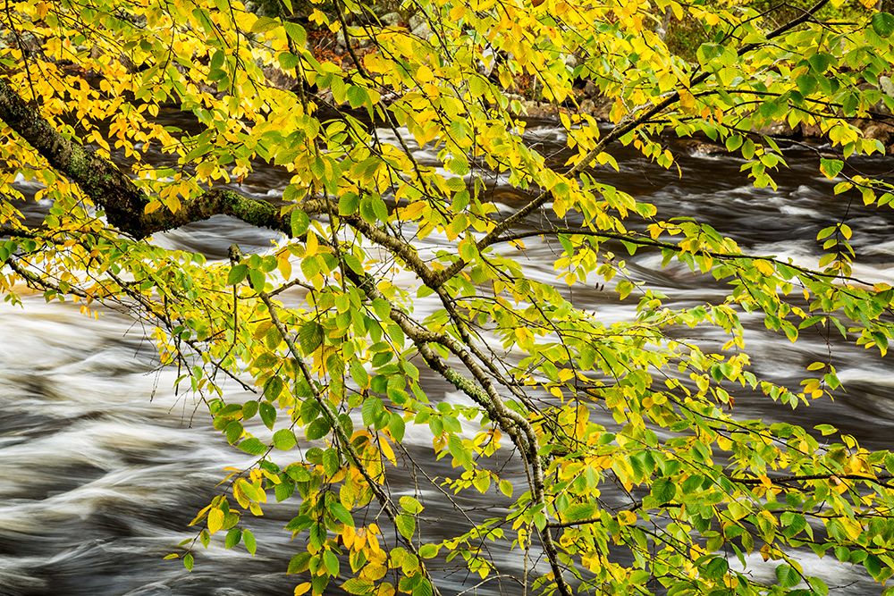USA-New York-Adirondacks Long Lake-Raquette River flows behind autumn foliage art print by Ann Collins for $57.95 CAD