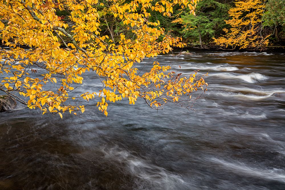 USA-New York-Adirondacks Long Lake-yellow foliage along the Raquette River at Forked Lake art print by Ann Collins for $57.95 CAD