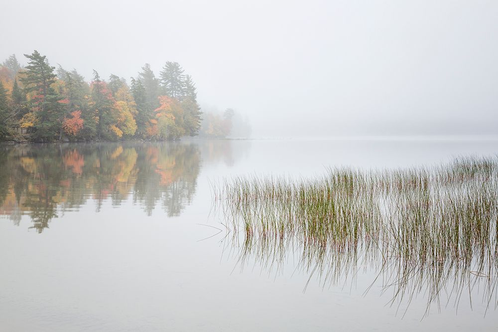 USA-New York-Adirondacks Long Lake-reeds-fog-and fall foliage at Eaton Lake art print by Ann Collins for $57.95 CAD