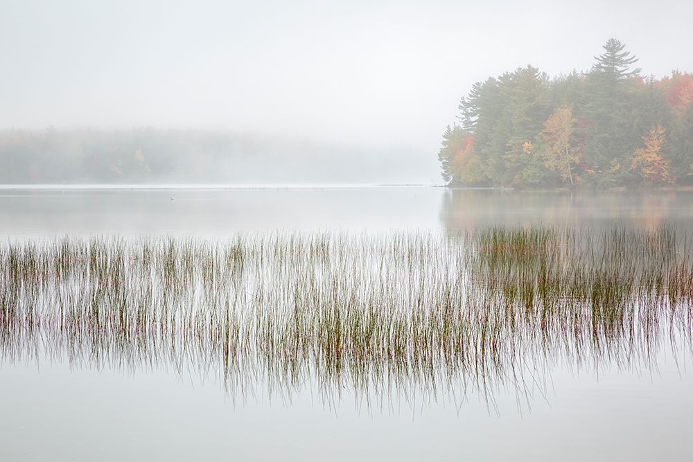 USA-New York-Adirondacks Long Lake-foggy morning-reeds-and loon on Eaton Lake art print by Ann Collins for $57.95 CAD