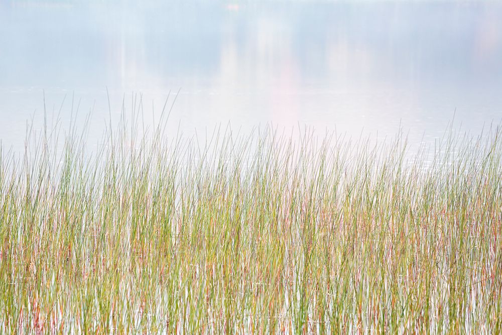 USA-New York-Adirondacks Long Lake-reeds-fog-and reflected fall color at Eaton Lake art print by Ann Collins for $57.95 CAD