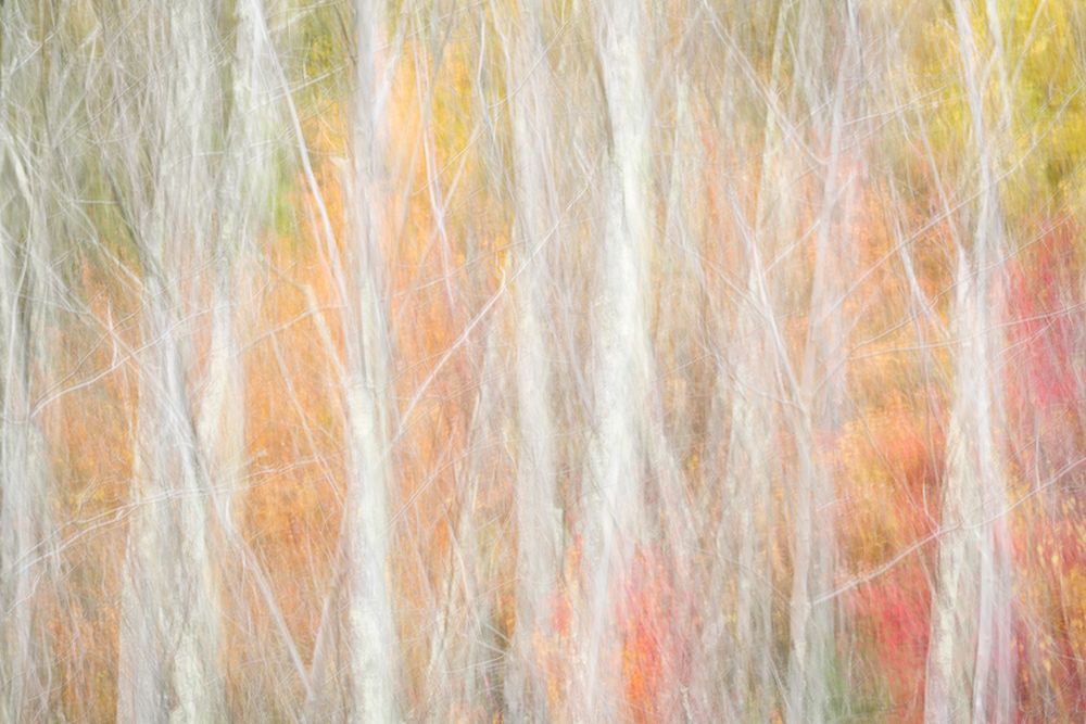 USA-New York-Adirondacks Keene-abstract of autumn foliage and bare trees art print by Ann Collins for $57.95 CAD