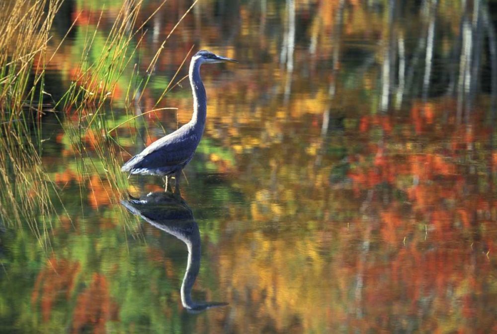 NY, Adirondacks, Great Blue Heron Reflection art print by Nancy Rotenberg for $57.95 CAD