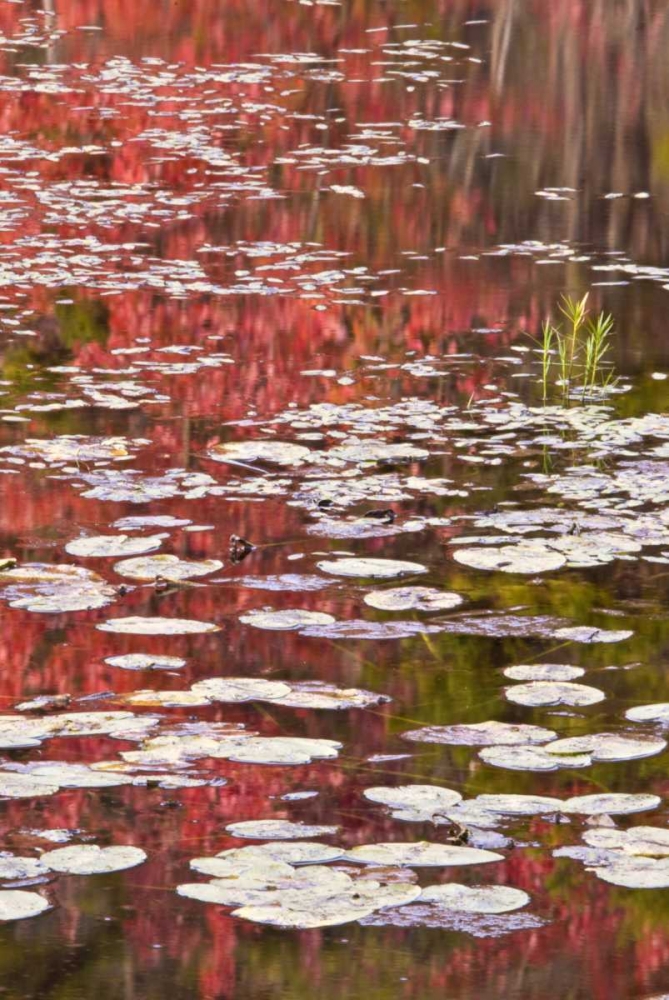 PA Autumn reflections and lily pads on lake art print by Jay OBrien for $57.95 CAD