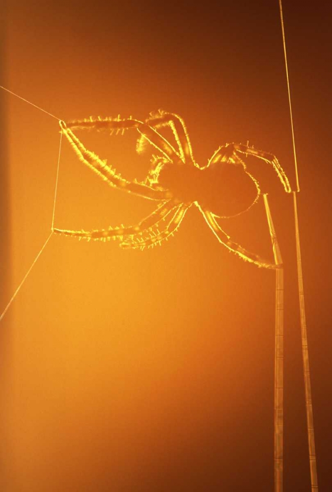 NY, Inlet Spider spinning web at sunset art print by Jay OBrien for $57.95 CAD