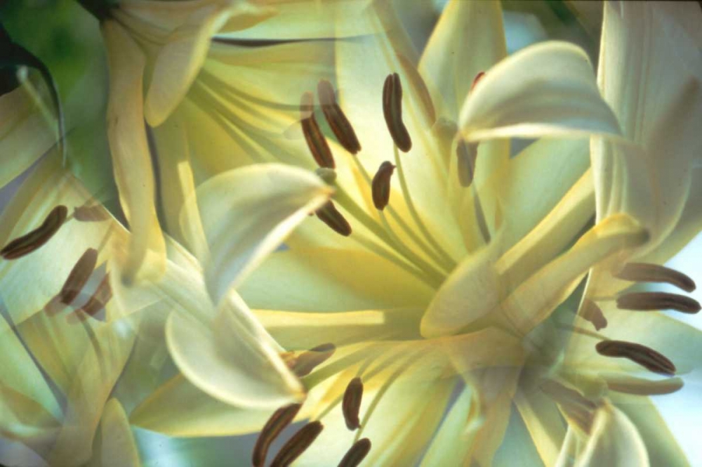 NY, Slingerlands Oriental lilies abstract art print by Nancy Noble Gardner for $57.95 CAD