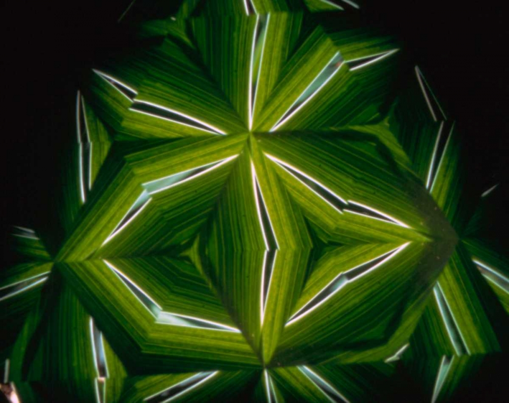 NY, Slingerlands A kaleidoscope of  iris leaves art print by Nancy Noble Gardner for $57.95 CAD