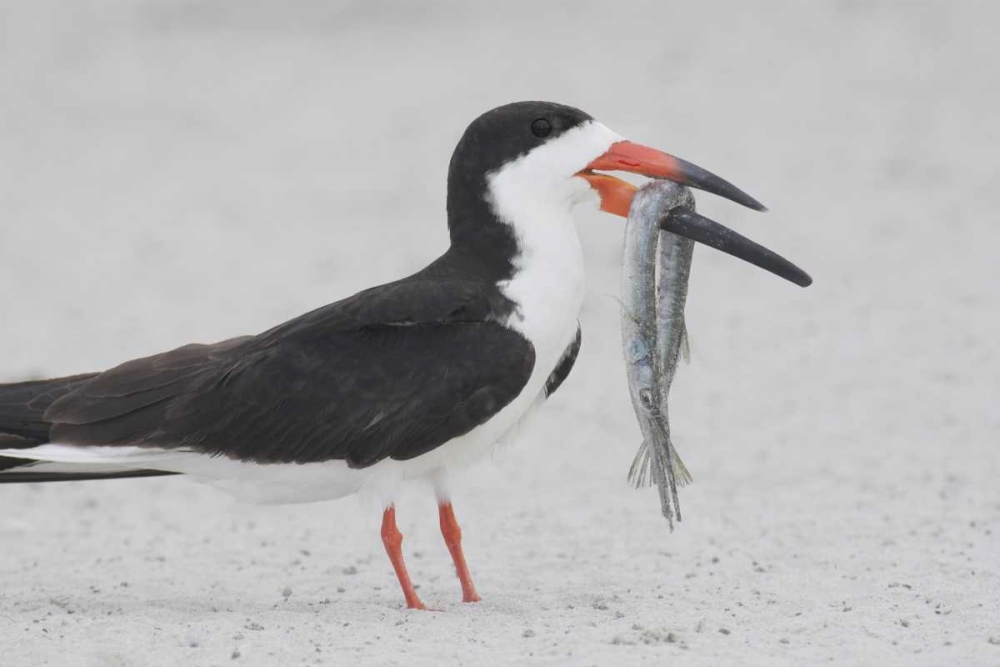 NY, Point Lookout Black skimmer with fish art print by Arthur Morris for $57.95 CAD