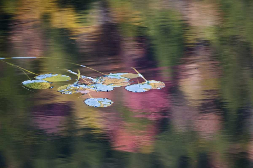 NY, Adirondack Lily pads amid fall reflections art print by Nancy Rotenberg for $57.95 CAD