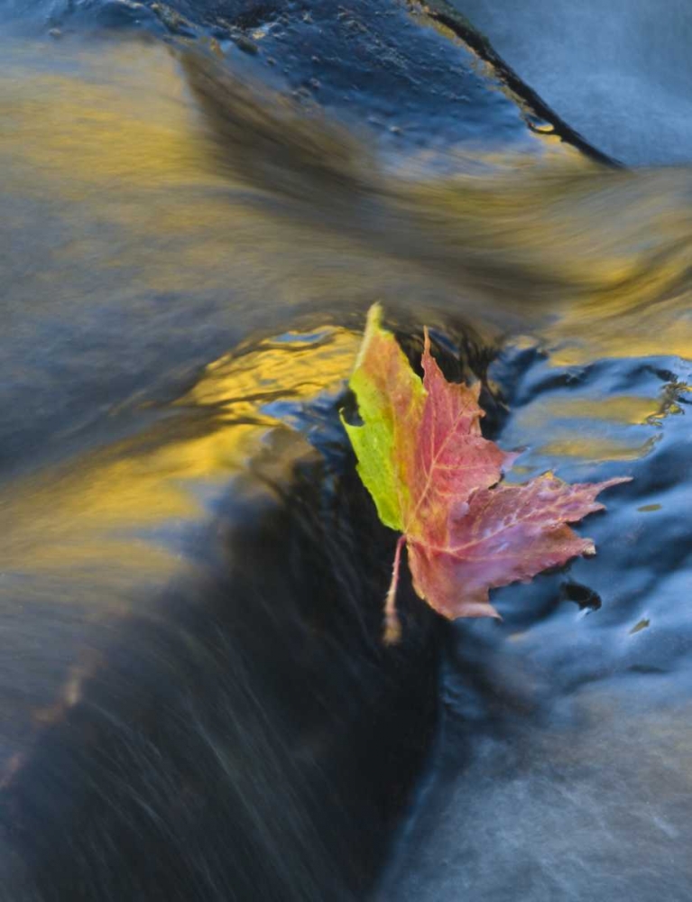 NY, Adirondack Mts Maple leaf floats downstream art print by Nancy Rotenberg for $57.95 CAD