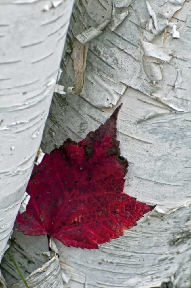 New York, Inlet Maple leaf on aspen tree trunk art print by Jay OBrien for $57.95 CAD
