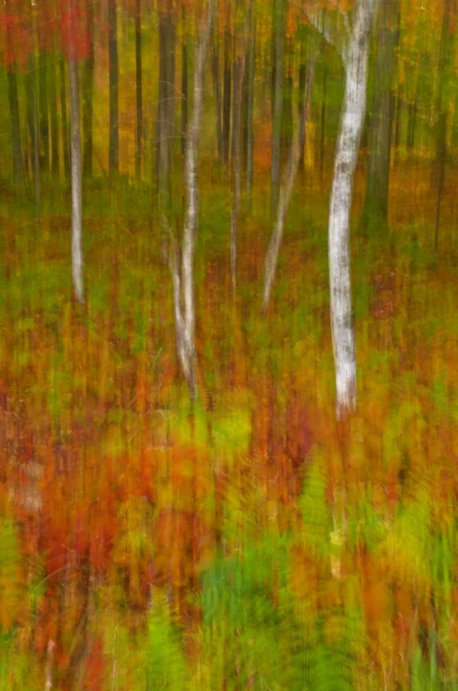 New York, Inlet Abstract of autumn forest scene art print by Jay OBrien for $57.95 CAD