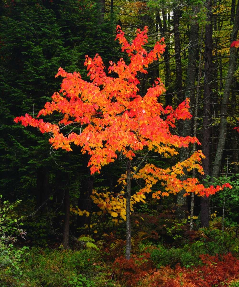 New York, Adirondack Park, Autumn Maple trees art print by Christopher Talbot Frank for $57.95 CAD