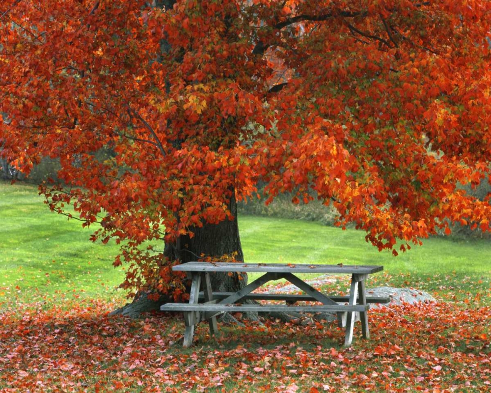 New York, West Park Bench under maple in autumn art print by Steve Terrill for $57.95 CAD