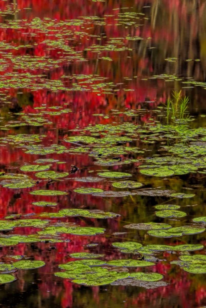 NY, Adirondacks Lily pads and fall reflections art print by Jay OBrien for $57.95 CAD