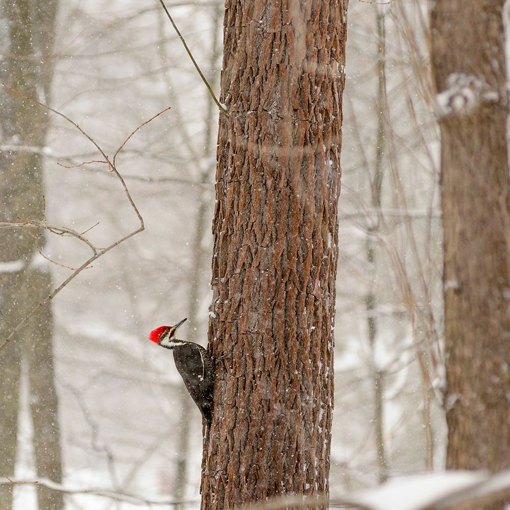 New York State-Westchester County-male Pileated Woodpecker-perched on a tree-snowing art print by Karen Ann Sullivan for $57.95 CAD