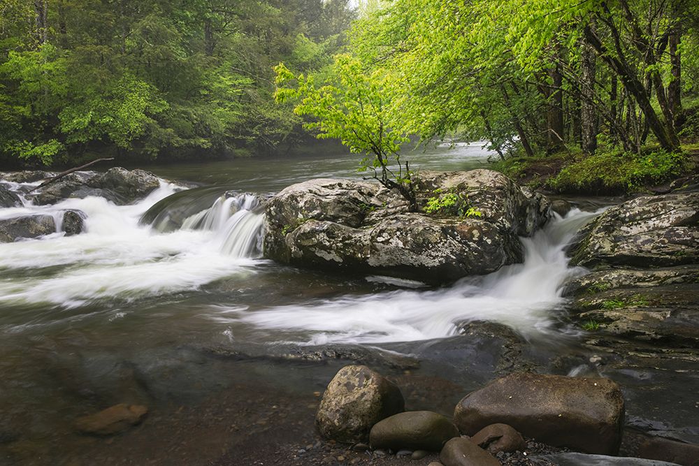 Cascading mountain stream-Great Smoky Mountains National Park-Tennessee-North Carolina art print by Adam Jones for $57.95 CAD