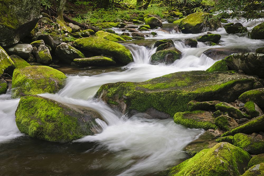 Cascading mountain stream-Great Smoky Mountains National Park-Tennessee-North Carolina art print by Adam Jones for $57.95 CAD