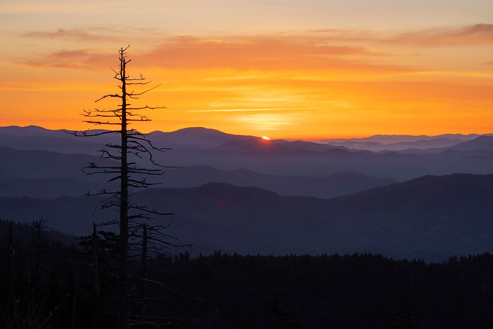 Single tree silhouetted at sunrise-Clingmans Dome area-Great Smoky Mountains NP-NC art print by Adam Jones for $57.95 CAD