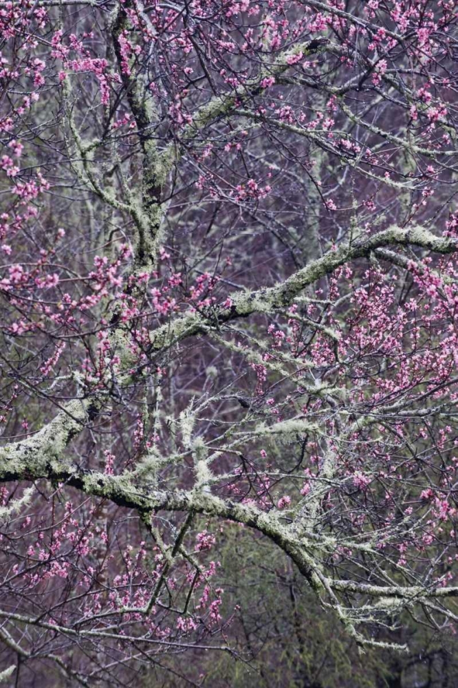 North Carolina, Smoky Mts Cherry blossom tree art print by Nancy Rotenberg for $57.95 CAD