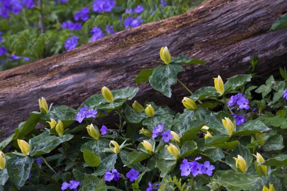NC, Great Smoky Mts Spring flowers by a log art print by Nancy Rotenberg for $57.95 CAD