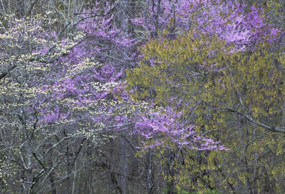 NC, Great Smoky Mts Dogwood and redbud trees art print by Nancy Rotenberg for $57.95 CAD