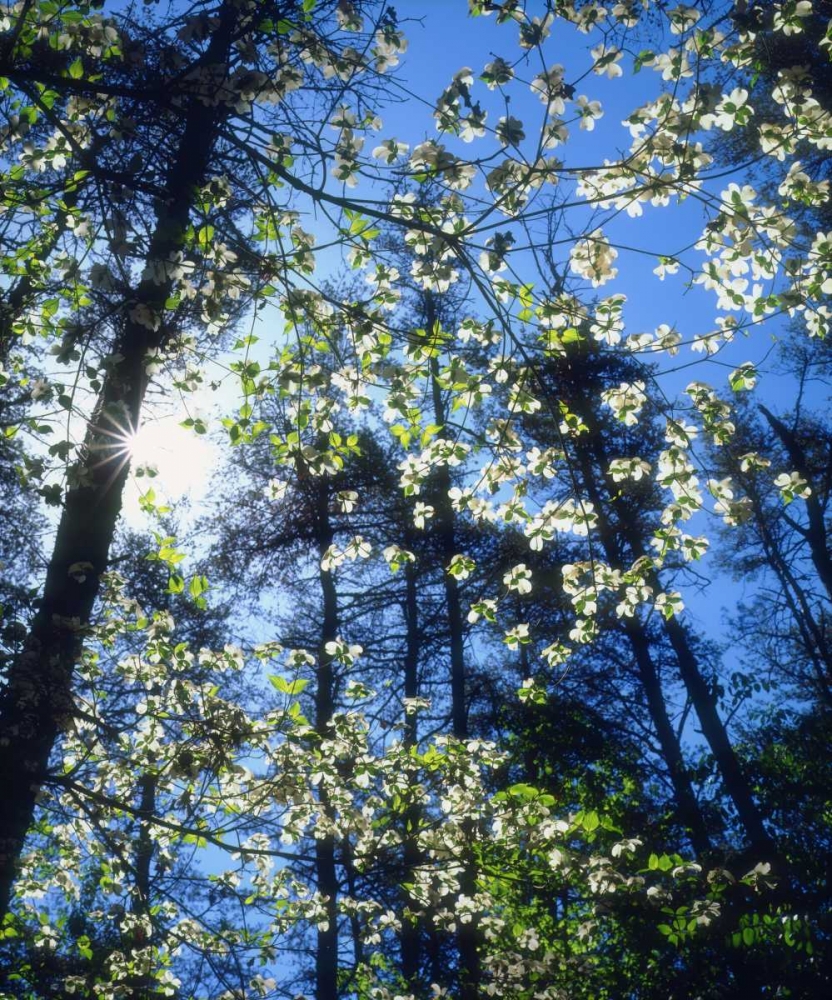 North Carolina, Flowering Dogwood trees art print by Christopher Talbot Frank for $57.95 CAD